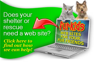 Enter to WIN a FREE web site!