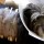 Animal Cruelty Laws Gaining Ground