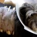 Animal Cruelty Laws Gaining Ground