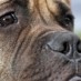 Dog Killed in Middleton Dog Park