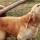 Tethered Dogs Can Be Deadly Dogs