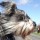 Driving With Your Dog’s Head Out the Window