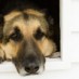 Foreclosure Pet Owner Syndrome