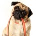 Leash Law Violators