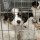 Puppies From Hell