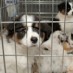 Puppies From Hell
