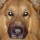 What’s the Craziest Thing Your German Shepherd Has Done?