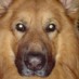 What’s the Craziest Thing Your German Shepherd Has Done?