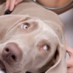 Spaying & Neutering