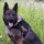 What’s Happening to Our Retired K9′s?