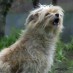 Do Female Dogs Bark More Than Males?