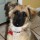 Does YOUR Puppy Have JAWS SYNDROME?
