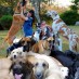 Batman’s Robin to the (Dog) Rescue