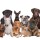 A Dog’s Plea