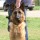 Owner Shoots German Shepherd
