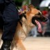 K9 COP Safety
