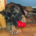 Dishing Up Meals KONG STYLE!