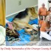 How is This Justice for Courage?