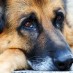 A Thing? Your Property? NO! It’s a Dog!