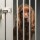 Adopting a Shelter or Rescue Dog