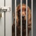 Adopting a Shelter or Rescue Dog