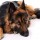 CANINE BLOAT – When Being Paranoid is a Good Thing