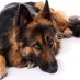 CANINE BLOAT – When Being Paranoid is a Good Thing