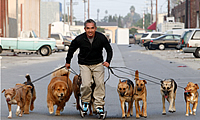 Cesar Millan rollerblades with a group of dogs
