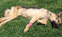 photo of Courage - the German Shepherd left to die