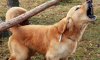 photo of a dog tied up
