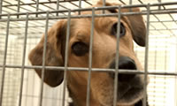 dog in crate