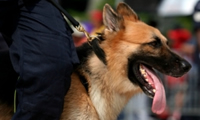 police dog image