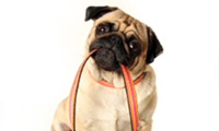 pug dog holding a leash in it's mouth