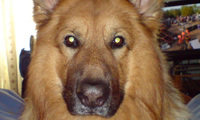 Sabre is a 7 year old German Shepherd rescue
