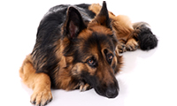 photo of a sick dog