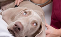 dog at the vet