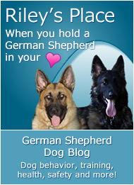 A
German Shepherd Dog Blog for those who love German Shepherds
and the Shepherds who love us!