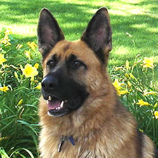 photo of Riley