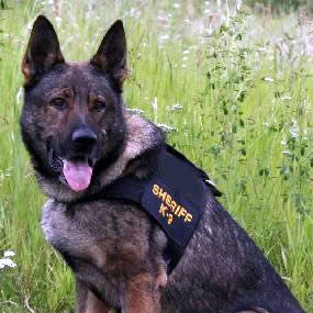 Police K9 wearing a K9 vest