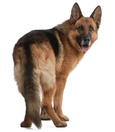 german shepherd back legs not working