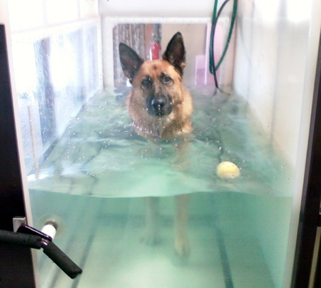 Aqua Paws hydrotherapy for dogs