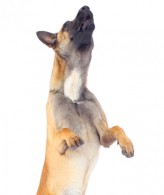 post_belgian_malinois_jumping
