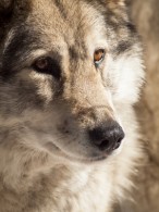 How is sending dogs into hunt wolves different than sanctioned dog fighting?