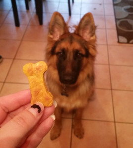 Chelsy's German Shepherd Titan waiting for his pumpkin treat