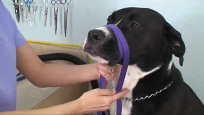 dog wearing a muzzle made from a nylon leash
