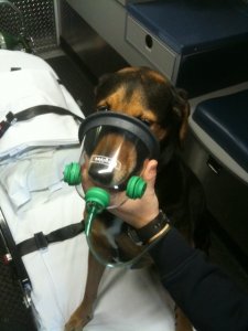 photo of Harley wearing an oxygen mask