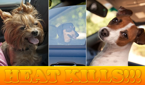 summer heat can kill a dog in a car
