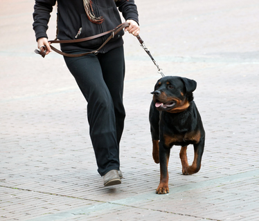 Is hiring a dog walker a good idea?
