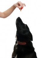 post_eeding_dog_treat_283x392