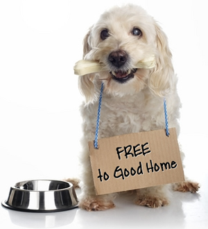 white dog wearing "FREE to Good Home" sign